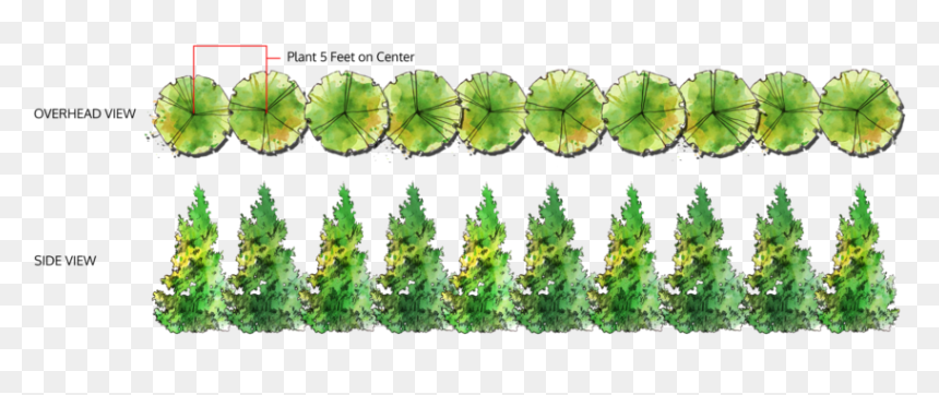 Tree Top View Png, Transparent Png - trees top view png