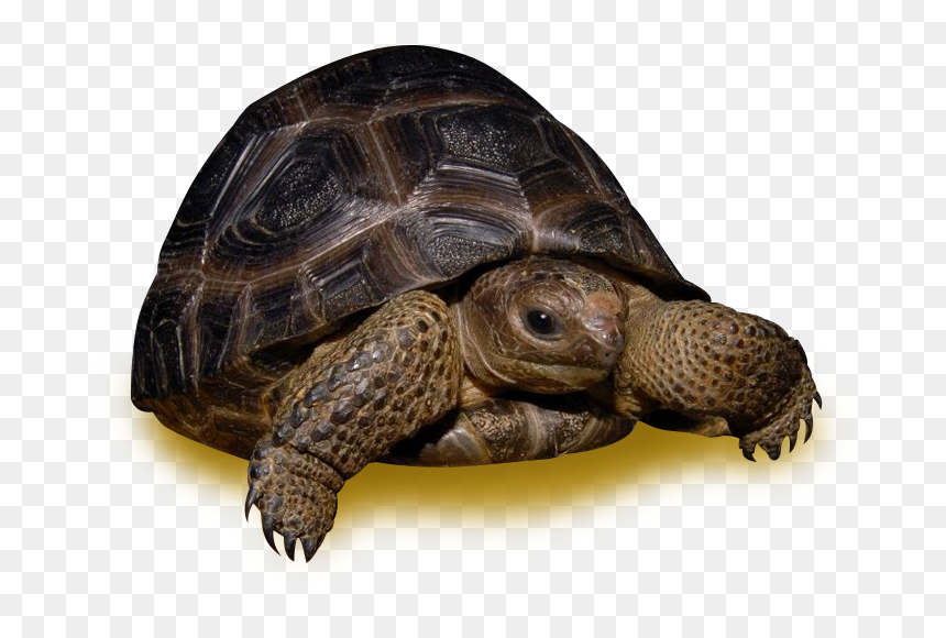 35 Pound Tortoise , Png Download - Desert Tortoise, Transparent Png - tortoise png