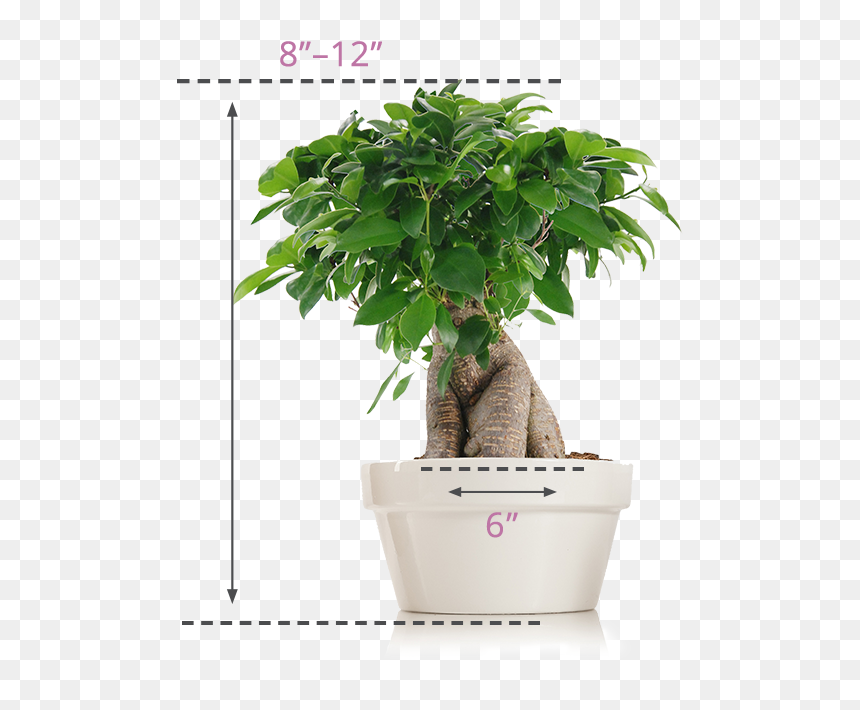 Just Add Ice Bonsai, HD Png Download - trees top view png