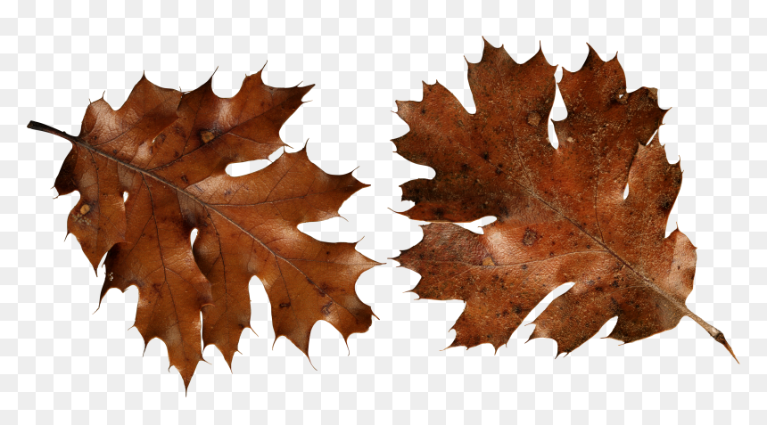 Autumn Png Leaf, Transparent Png - autumn png