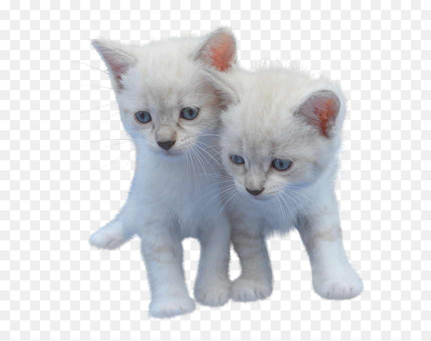 Cat, Isolated, Cut Out, Kitten, White, Pet, Animal - White Small Cut Cat, HD Png Download - white cat png