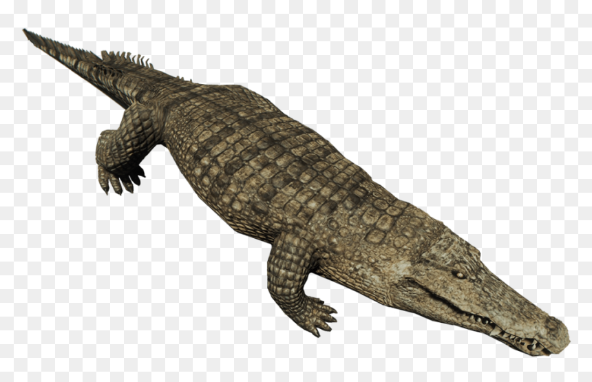 Download Crocodile Png Pic 189 - Alligator Png Transparent, Png Download - crocodile png