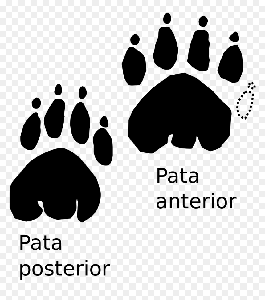 Transparent Foot Print Png - Sonic Gear Tatoo Duo 3, Png Download - tiger paw png