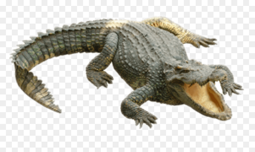 Free Png Images - Crocodile Transparent Background, Png Download - crocodile png