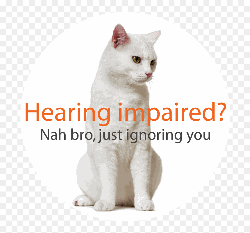 A Big Picture - Edenred, HD Png Download - white cat png