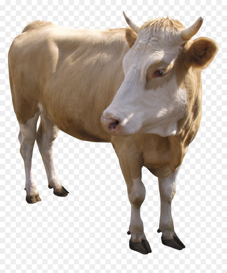 Cow Png - Animales Png Para Photoshop, Transparent Png - cow head png