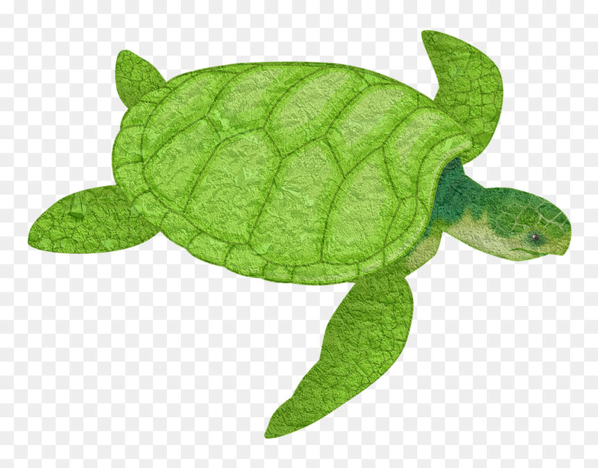 Sea Turtle Clipart Png, Transparent Png - tortoise png