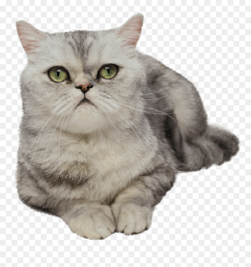 White Pussy Cat Png - Cats, Transparent Png - white cat png
