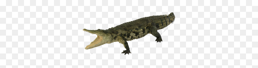 Crocodile Png Free Images - Lizard, Transparent Png - crocodile png