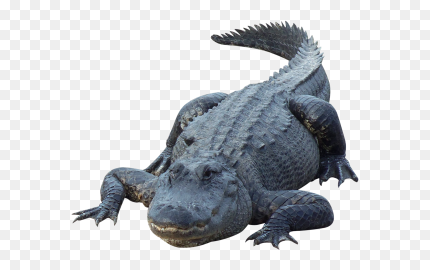 Crocodile Png For Web - Png Crocodile In Water, Transparent Png - crocodile png