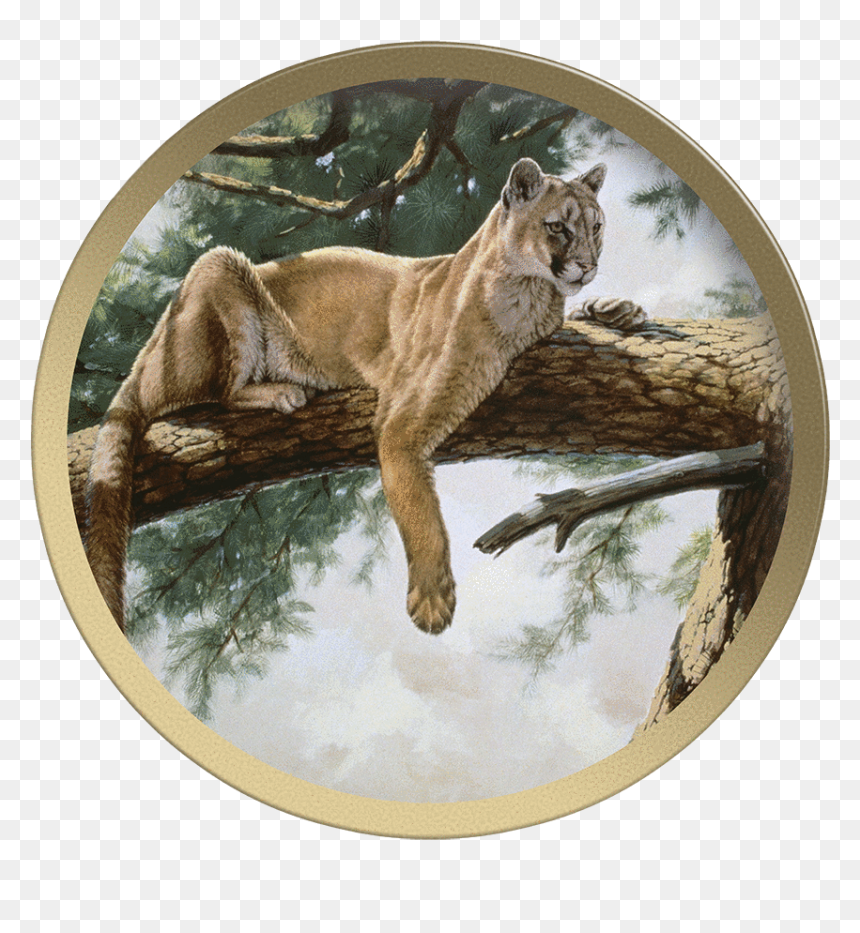 Rocky Mountain Lion - Cougar, HD Png Download - mountain lion png