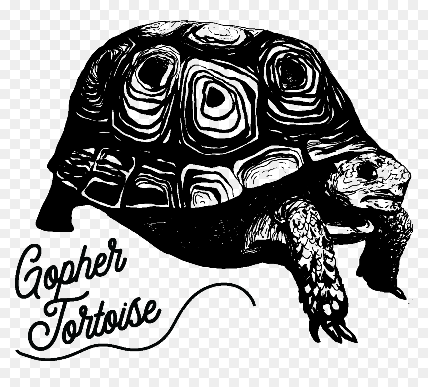 Tortoise - Galápagos Tortoise, HD Png Download - tortoise png