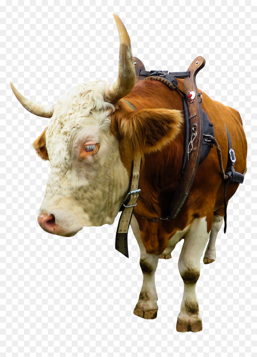 Вол Пнг, HD Png Download - cow head png