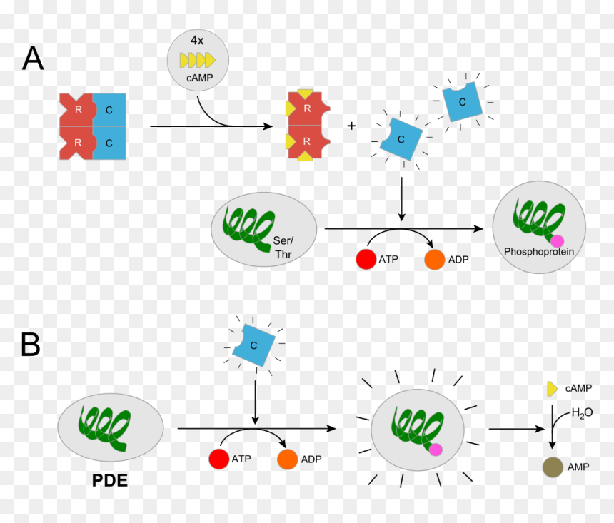 Pkarii - Svg - Protein Kinase, HD Png Download - bo3 locus png
