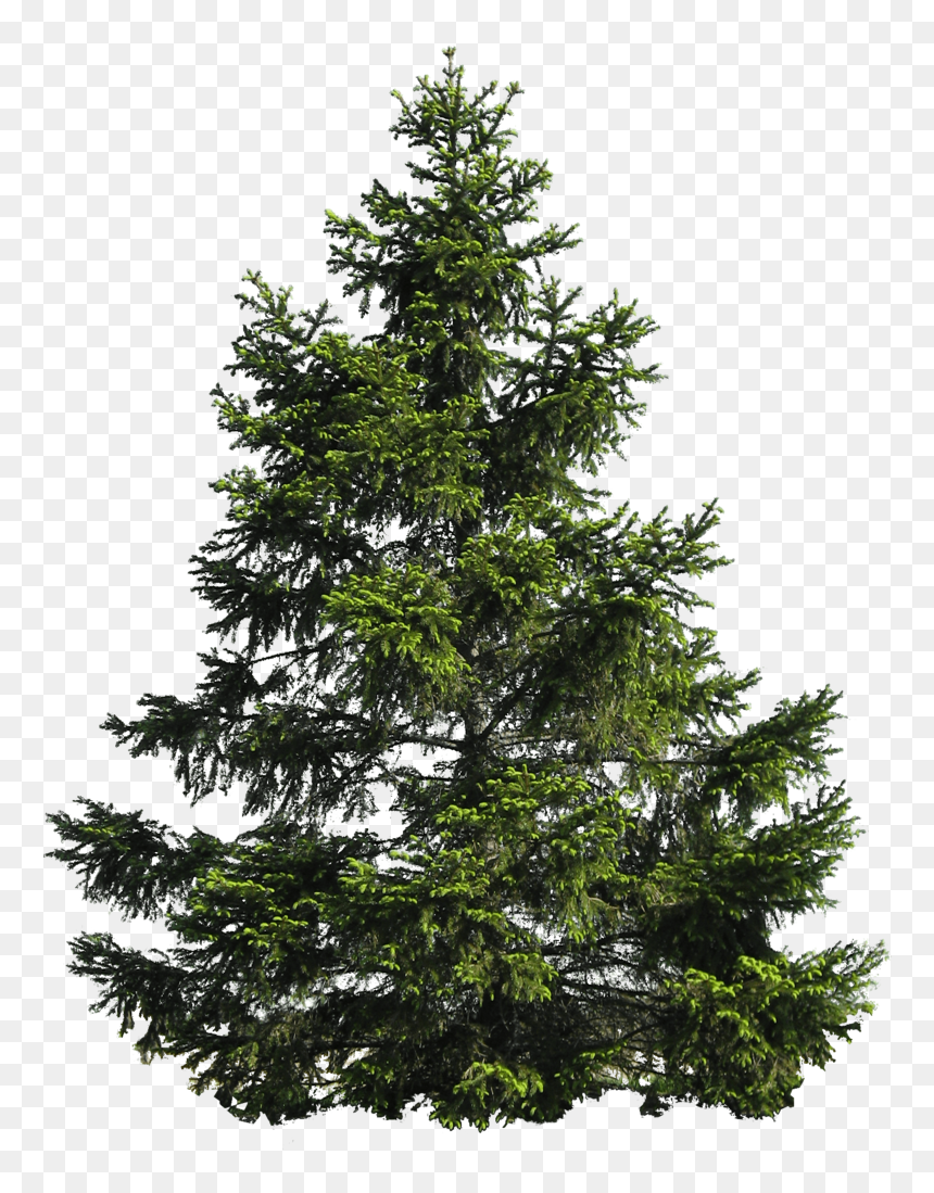 Fir Noble Evergreen Family Tree Pine - Pine Tree Png Transparent, Png Download - evergreen png