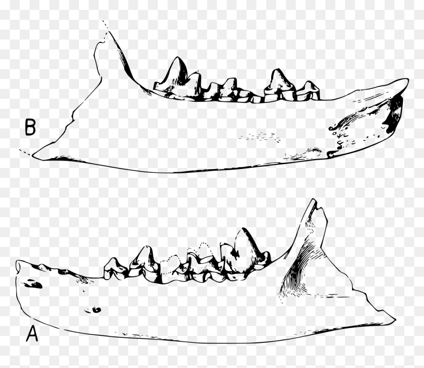 Line Art, HD Png Download - jaws png