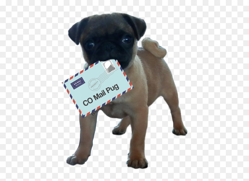 Ensure That You Email Marketing Is Pug Certified - Pug, HD Png Download - pug face png