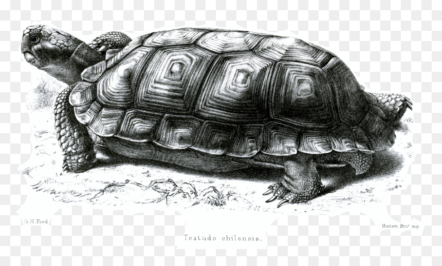 File - Testudochilensisford - Galápagos Tortoise, HD Png Download - tortoise png