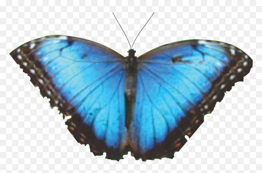 Mariposa 7 , Png Download - Butterfly, Transparent Png - mariposa png