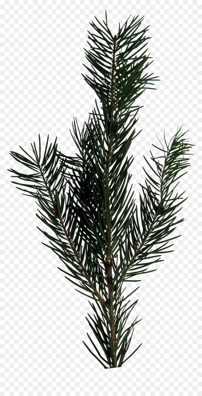 Evergreen Sprig Png , Png Download - Evergreen Sprig Png, Transparent Png - evergreen png