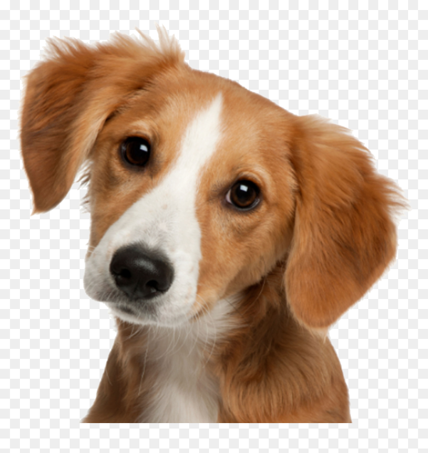 Cute Dog Png - Cute Dog Transparent, Png Download - pug face png
