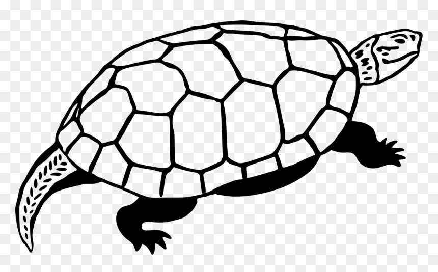 Sea Turtle Reptile Line Art Drawing - Omalovánky Zelvicka, HD Png Download - tortoise png