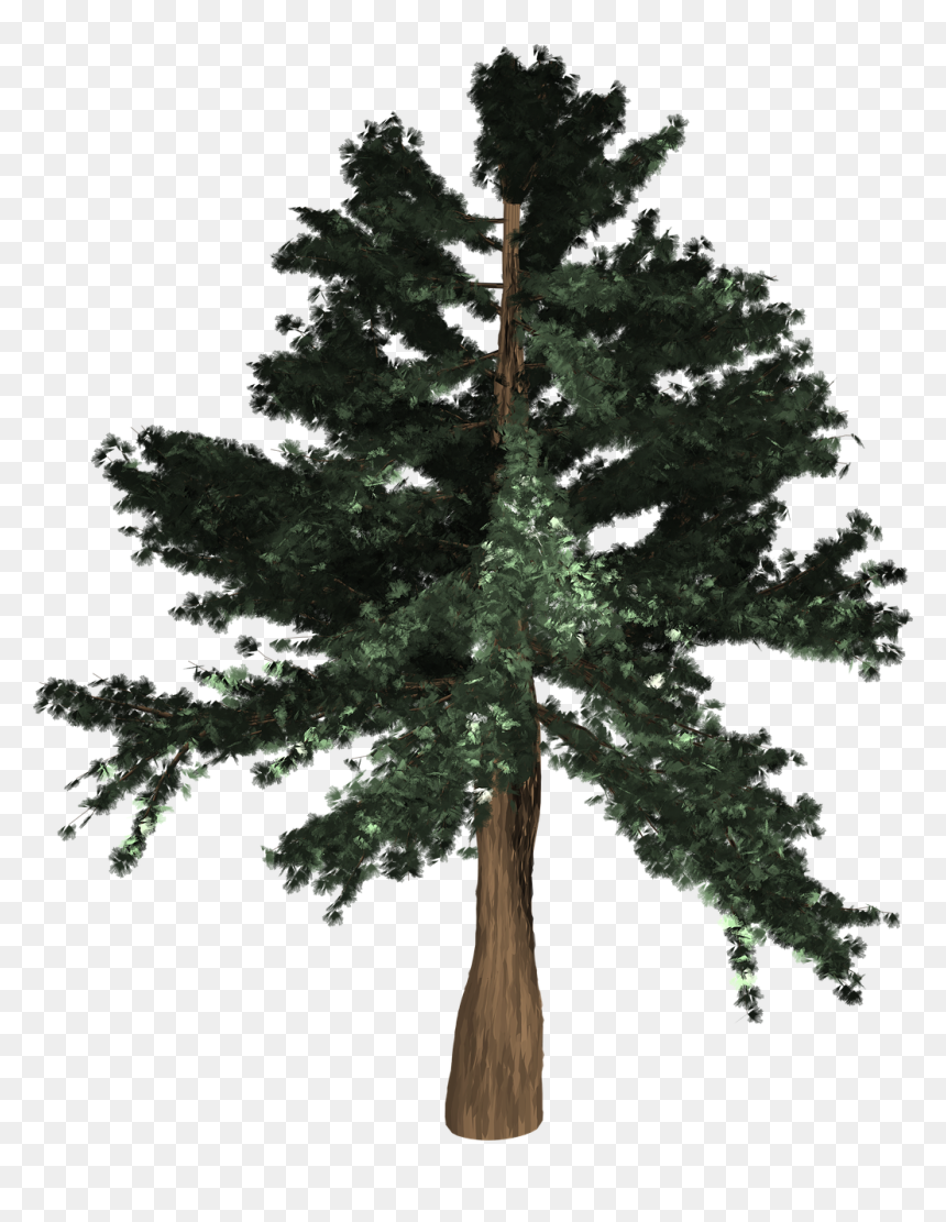 Coast Redwood, HD Png Download - evergreen png