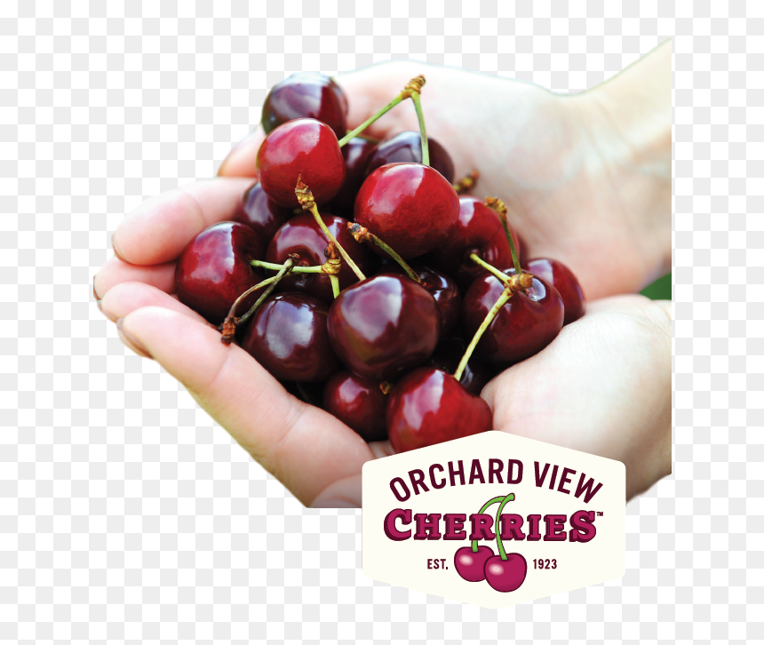 Fresh Sweet Cherries From Orchard View - Cherry, HD Png Download - cherries png