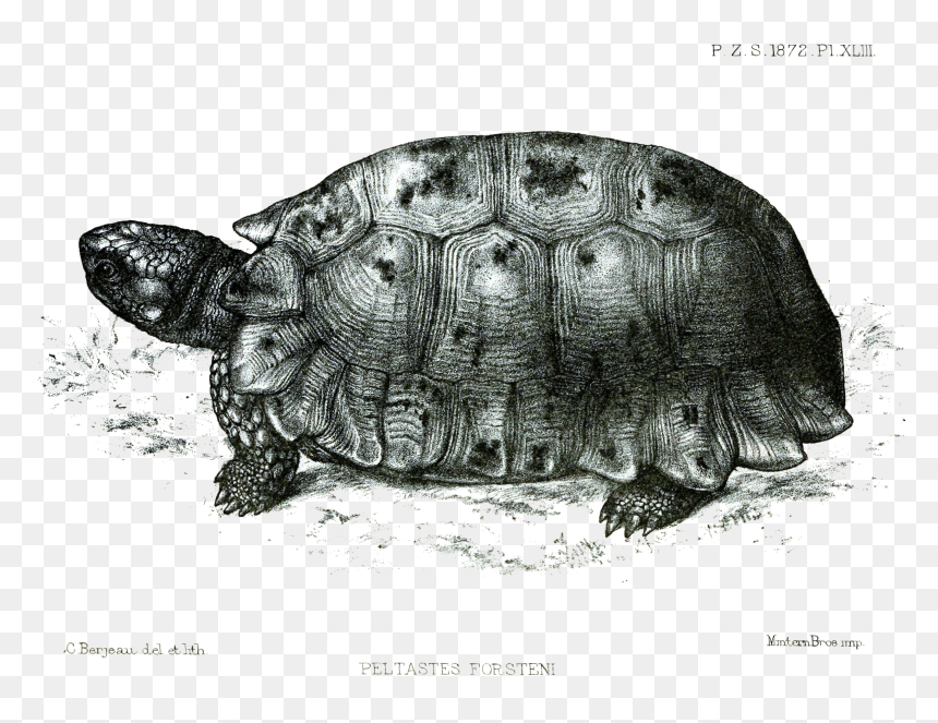 File - Peltastesforsteniford - Red Eared Slider, HD Png Download - tortoise png