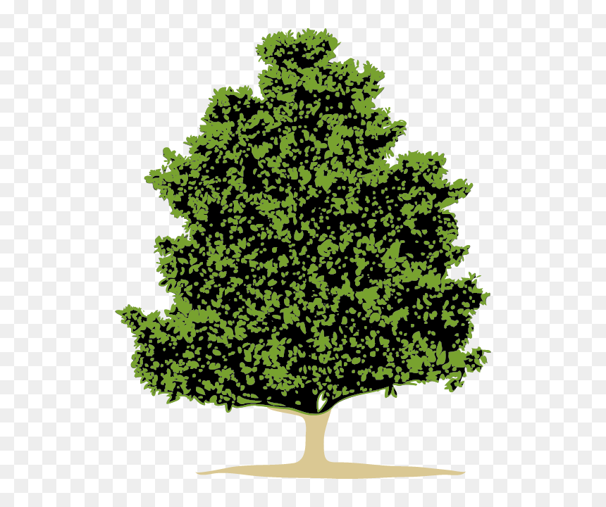 The Evergreen Magnolia Is Our Company Logo-the Evergreen - Bald Cypress Tree Png, Transparent Png - evergreen png