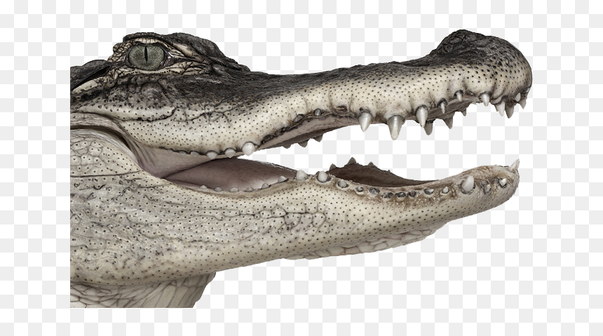 Alligator Head Png - Andrew Zuckerman, Transparent Png - crocodile png
