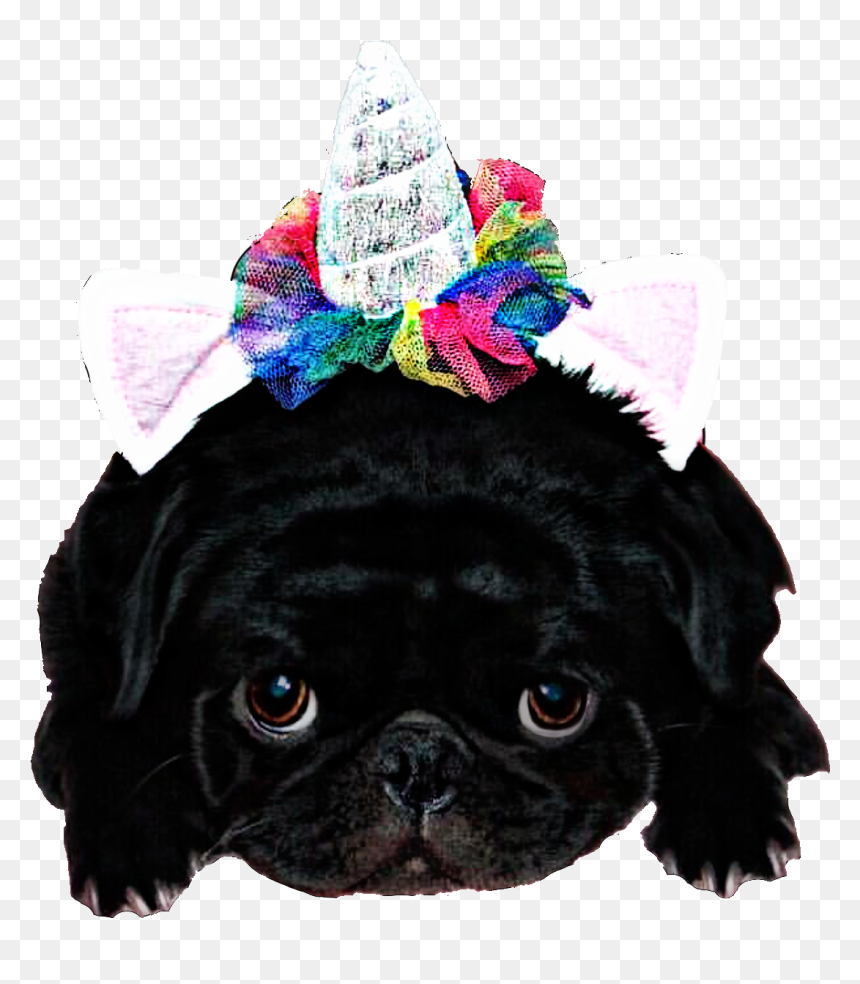 #puggypugface #pugface #pug #pugsticker #freetoedit - Pug, HD Png Download - pug face png