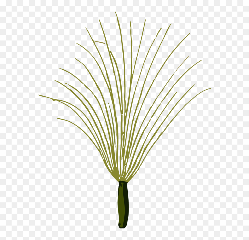 Botany,plant,flower - Clip Art, HD Png Download - grass flower vector png