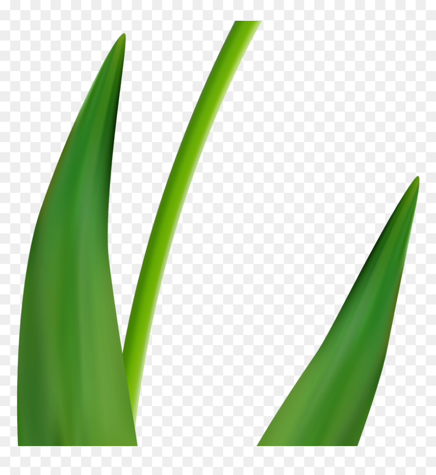 Free Flower Clip Art Tulips Clipart & Vector Design, HD Png Download - grass flower vector png