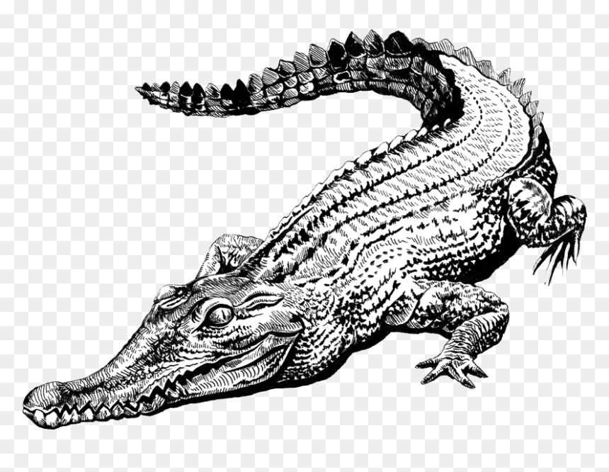 Swamp People Alligator Head, HD Png Download - crocodile png