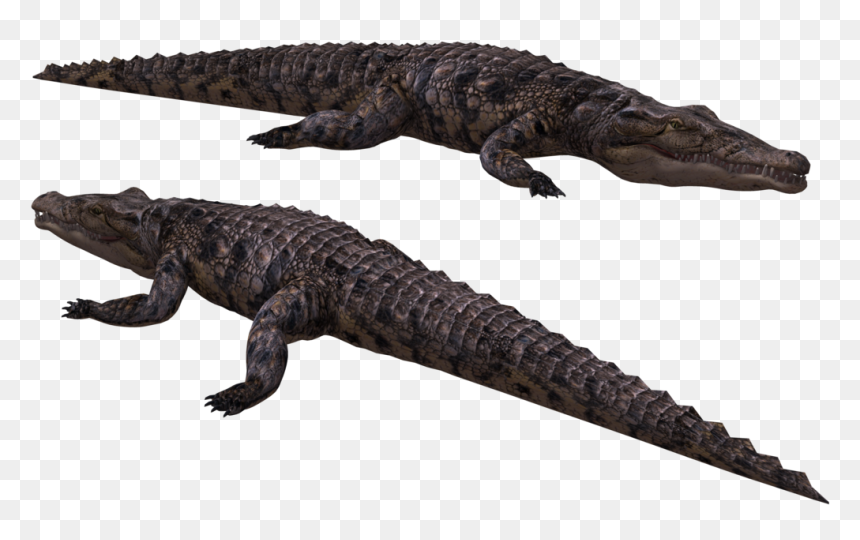 Crocodile Gif No Backbround, HD Png Download - crocodile png