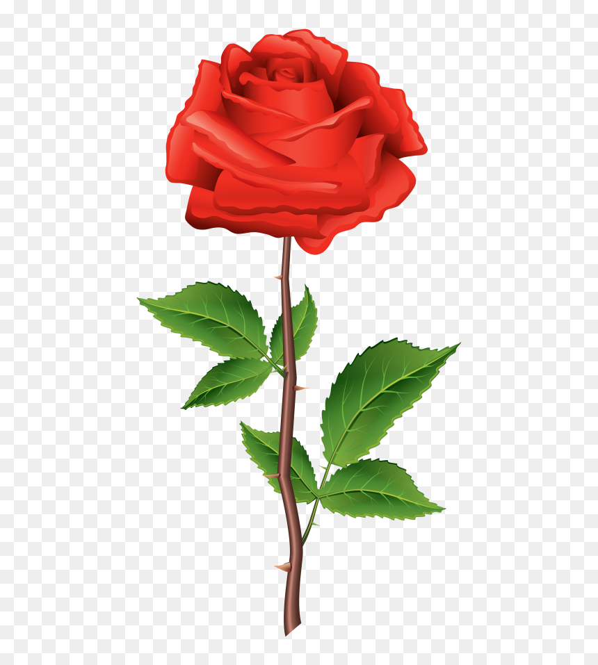 Download Stem Red Rose Clipart Png Photo Transparent - Flower Png With ...
