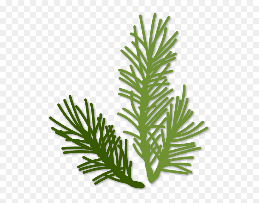 Pine Sprig Clipart, HD Png Download - evergreen png