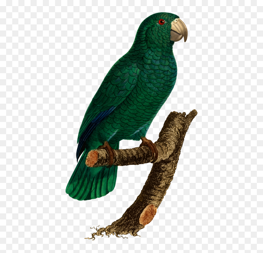Transparent Love Bird Png - Budgerigar, Png Download - love birds vector png