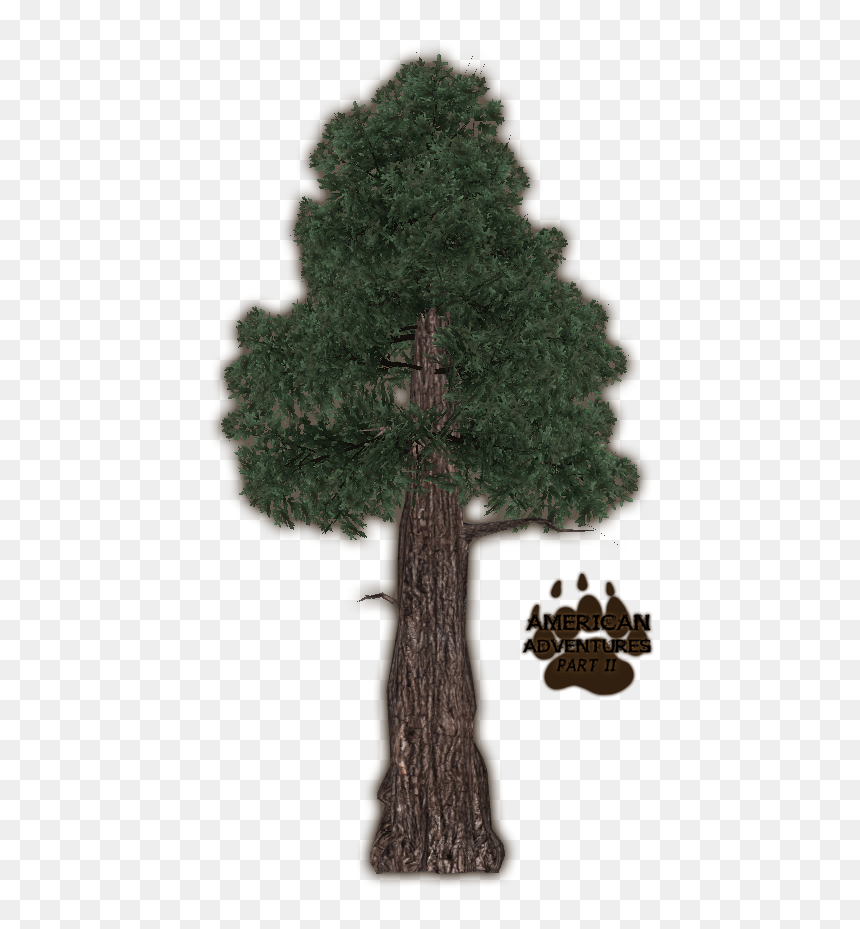 Coast Red Wood Tree Png - Coast Redwood, Transparent Png - tree wood png