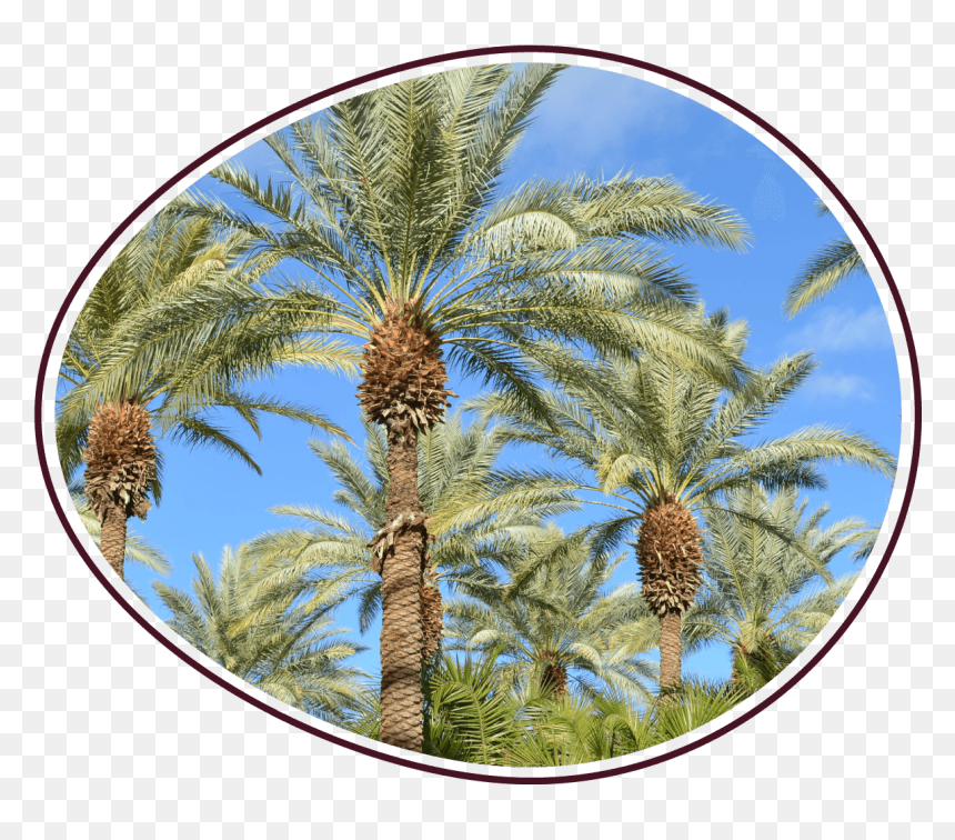 Sd Howwefarm Photo - Date Palm, HD Png Download - dates tree png