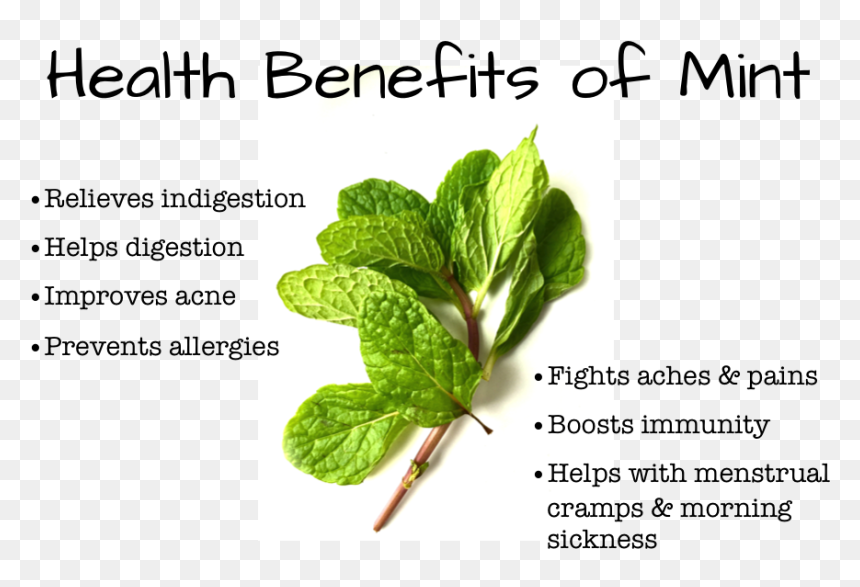 Benefits Of Pudina, HD Png Download - pudina png
