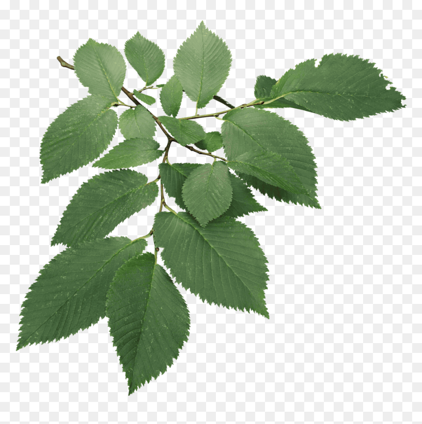 Christmas Leaves Models Wire In 3ds Max , Png Download - Autodesk 3ds Max, Transparent Png - 3ds png
