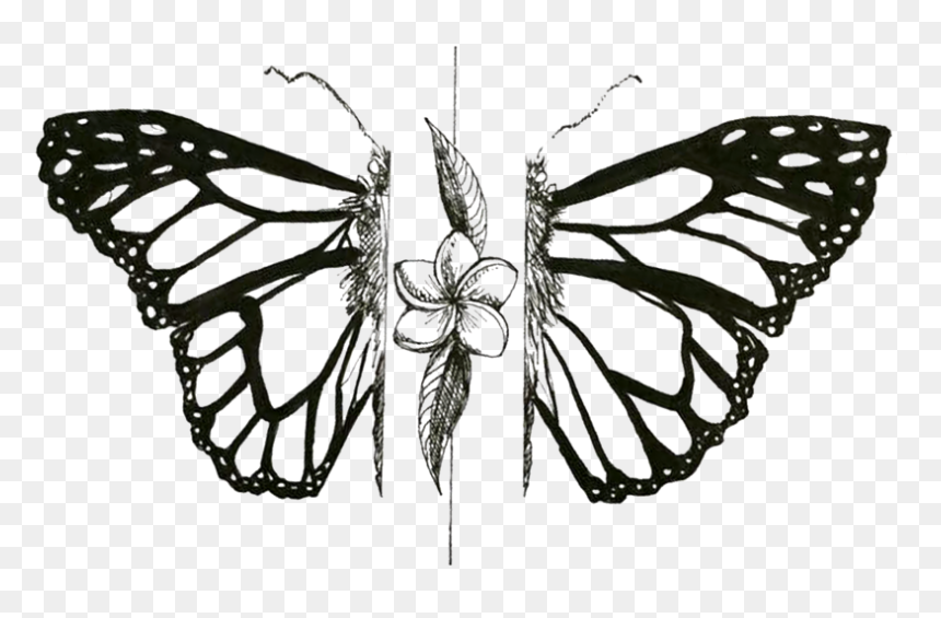 Mariposa - Monarch Butterfly, HD Png Download - mariposa png
