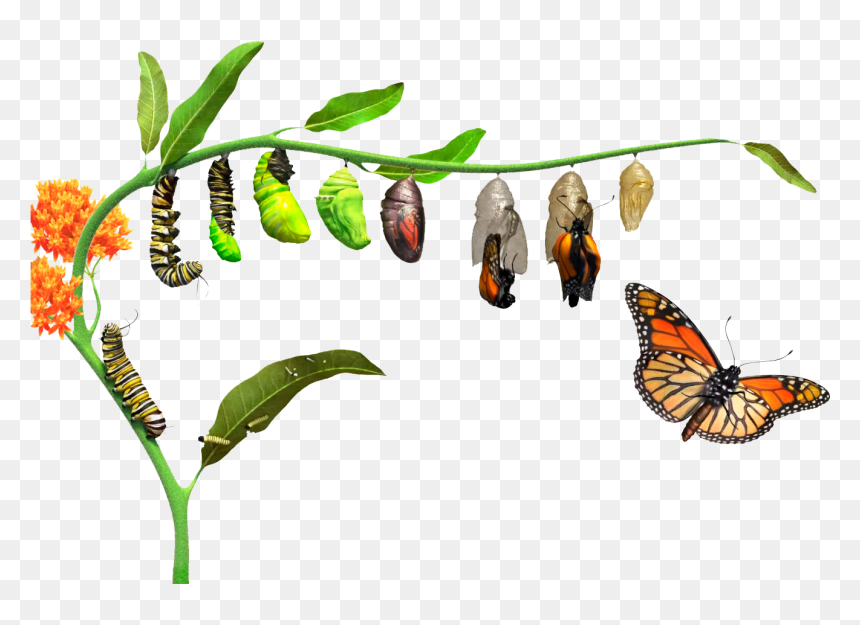 Caterpillar Turning Into A Butterfly, HD Png Download - mariposa png