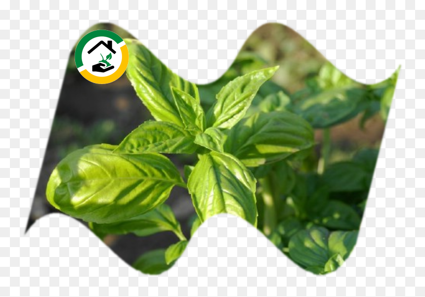 Planta Que Cura El Dolor De Muelas, HD Png Download - dasara leaves png