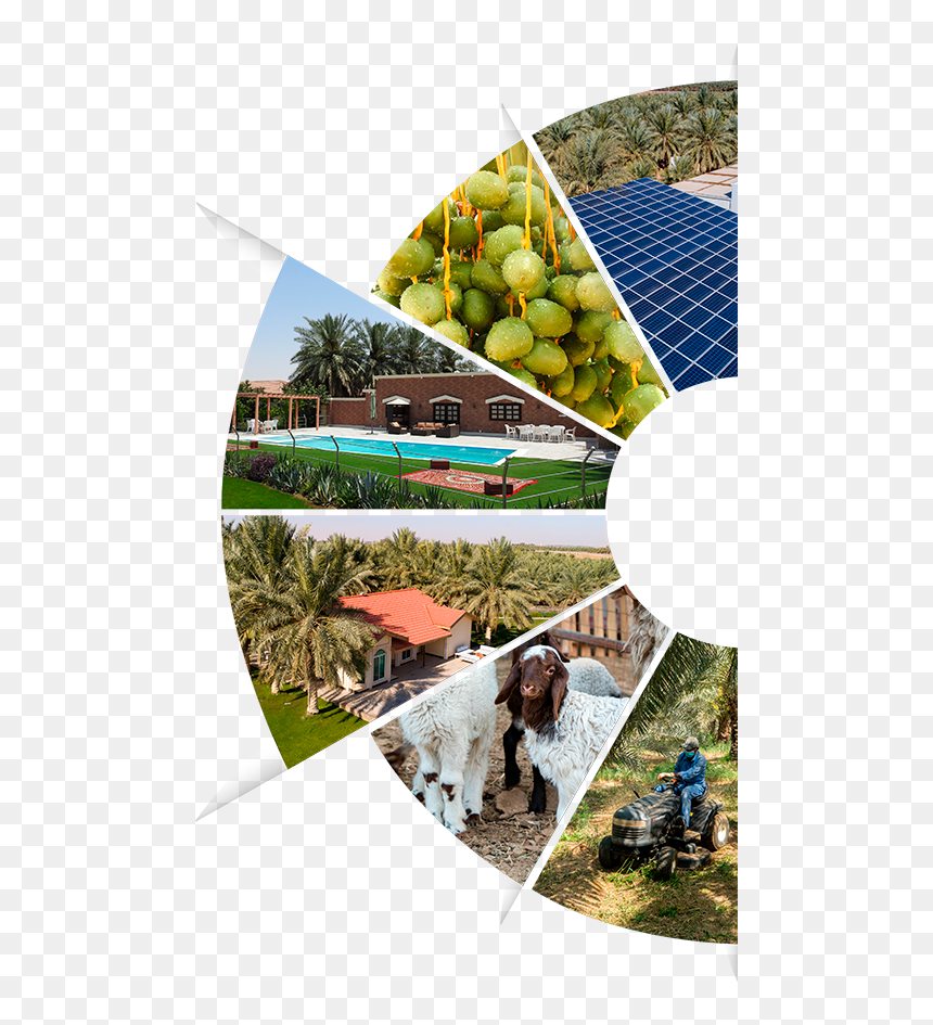 Foto About - Tree, HD Png Download - dates tree png