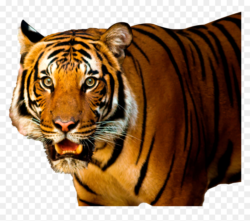 Tiger Png Image - Tiger Png Image Hd, Transparent Png - tiger png image