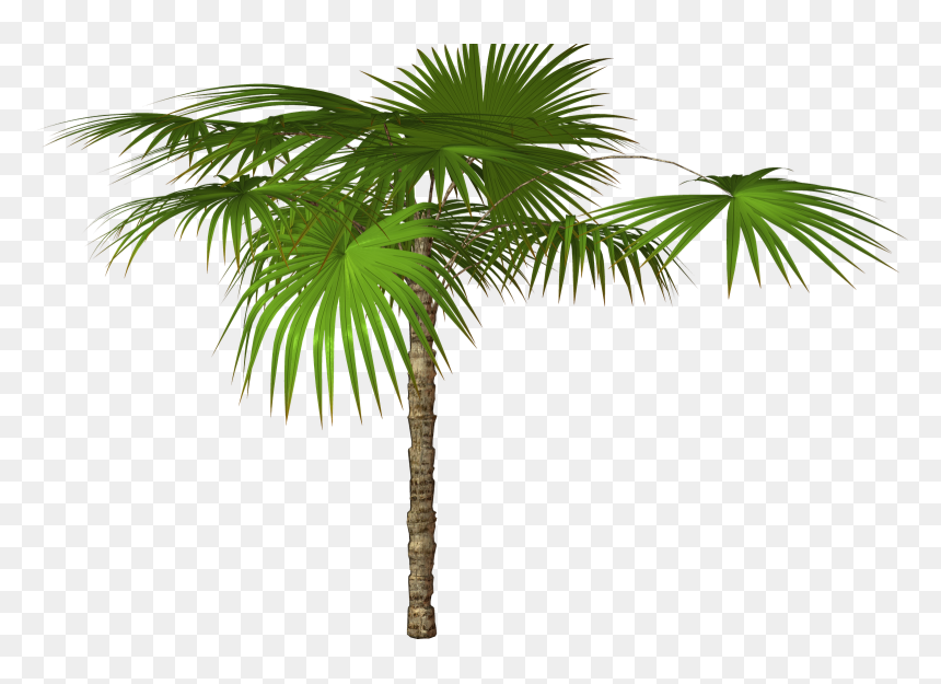 Palm Tree Png - Palm Tree High Resolution, Transparent Png - dates tree png