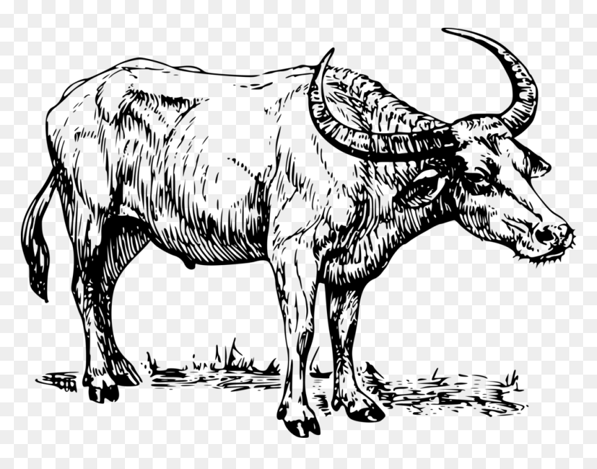 Water Buffalo Cape - Water Buffalo Clipart Black And White, HD Png Download - indian buffalo png